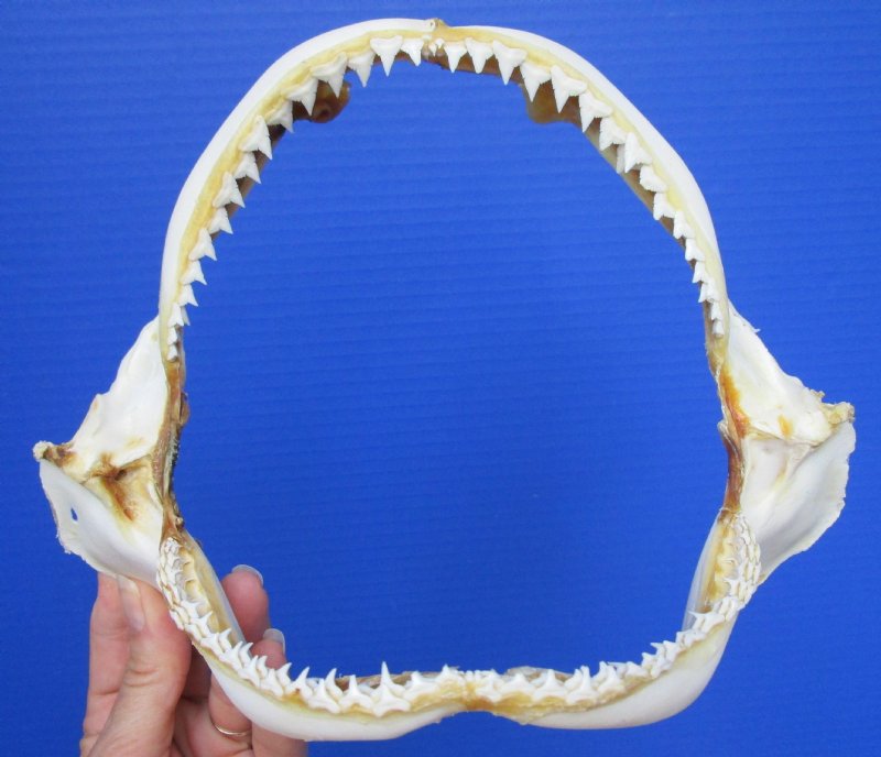 91/2 by 7 inches Genuine Silky Shark Jaw for Sale from India's fishing