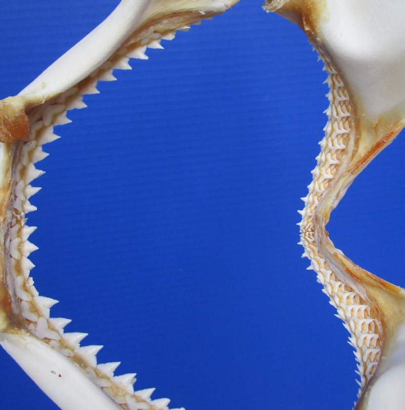 8-3/4 inches Real Silky Shark Jaw for Sale from India's Fishing Industry