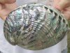 6-3/4 inches Polished Green Abalone Shell for Sale - Buy this one for <font color=red>$28.99</font> Plus $6.25 1st Class Postage