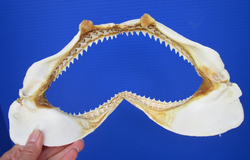 123/4 by 61/2 inches Real Silky Shark Jaw for Sale