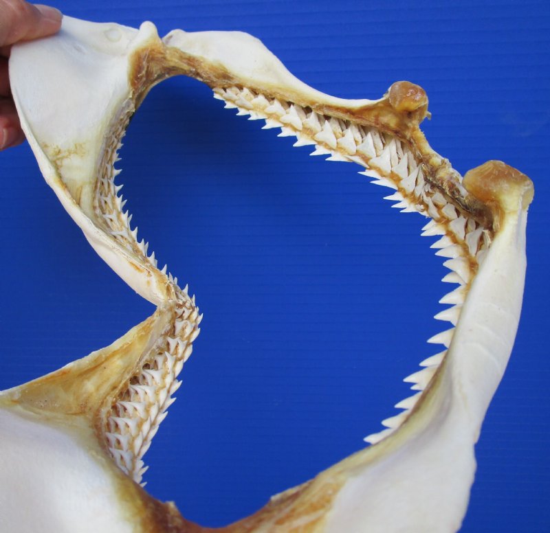 12-3/4 by 6-1/2 inches Real Silky Shark Jaw for Sale