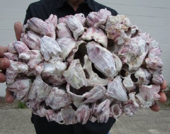 10" to 11-7/8" Large Purple Barnacle Clusters <font color=red> Wholesale</font> - 10 @ $10.50 each
