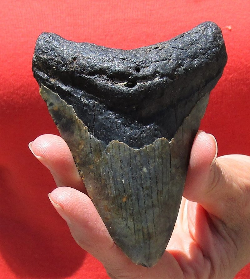 megalodon tooth for sale