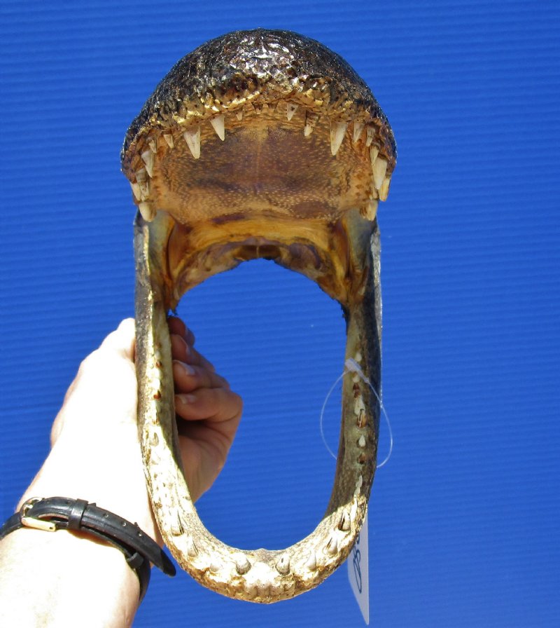 11-7/8 by 5-1/4 inches Authentic Taxidermy Alligator Head Souvenir for Sale