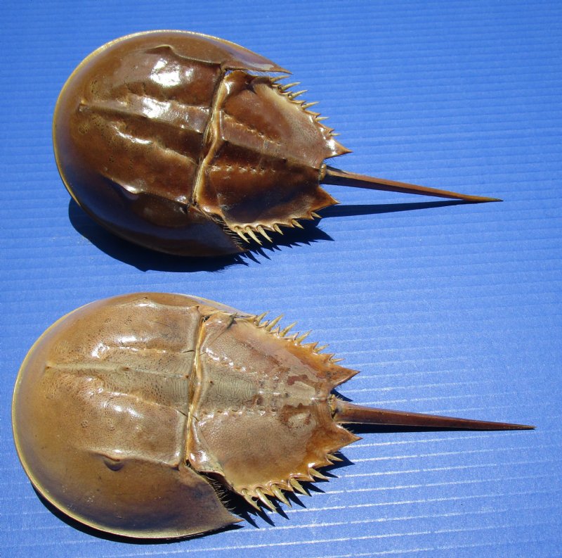 2 Molted Atlantic Horseshoe Crabs for Sale 9 and 91/2 inches