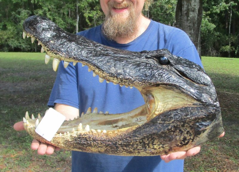Very large 20 inches Alligator Head for Sale from a Louisiana gator