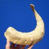 19-3/4 inches Genuine Merino Sheep Horn, Ram Horn for Sale - You are buying this one for $17.99
