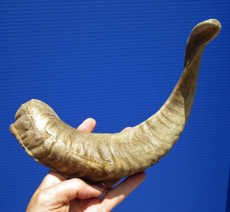 16-1/4 inches Merino Sheep Horn, Ram Horn for Sale