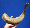16-1/4 inches Merino Sheep Horn, Ram Horn for Sale - You are buying this one for $16.99