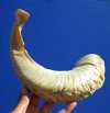 16 inches Real Merino Sheep Horn, Ram Horn for Sale - You are buying this one for $16.99