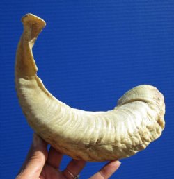 16 inches Real Merino Sheep Horn, Ram Horn for Sale - You are buying this one for $16.99
