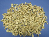 Small Trochus Snail Shells, echinellopsis grandinatus, 1/4 to 1-1/4 inches - 4.4 lbs @ $6.40 a bag; 2 bags @ $5.80 a bag