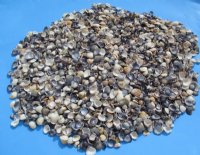 Tiny Purple Caycay Clam Shells in Bulk, Under 1 inch - 2 kilos  @  $8.50 a bag;  3 bags @ $7.50 a bag