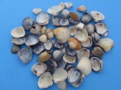 Tiny Purple Caycay Clam Shells in Bulk, Under 1 inch - 2 kilos  @  $8.50 a bag;  3 bags @ $7.50 a bag