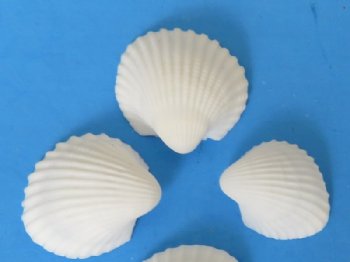 Under 1 inch Tiny White Clam Rose Shells with Vertical Raised Ridges for Crafts - Case: 20 kilos @ $3.75 a kilo;