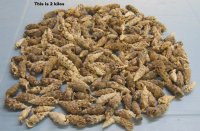 Aluco Vertagus Seashells, Cerithium Aluco, 1-1/2 to 2-1/2 inches long -  2 kilo bag @ $5.25 a bag; 3 bags @ $4.80 a bag