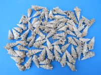 4.40 pound bag Small Cerithium Nodolosum Shells, Knobby Cerithium 1-3/4 inch to 3-3/4 inches - $5.50 a bag; 3 bags @ $4.80 a bag