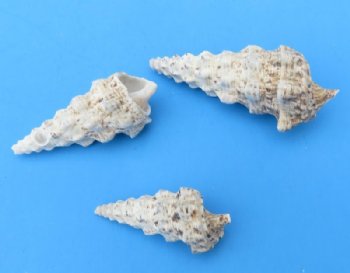  1-3/4 to 3-3/4 inches Cerithium Nodolosum Shells in Bulk - Case: 20 kilos @ $2.25 a kilo