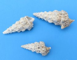 4.40 pound bag Small Cerithium Nodolosum Shells, Knobby Cerithium 1-3/4 inch to 3-3/4 inches - $5.50 a bag; 3 bags @ $4.80 a bag