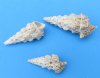 Small Cerithium Nodolosum Shells in Bulk, Knobby Cerithium 1-3/4 inch to 3-3/4 inches - Packed: 2 kilos (4.4 pounds) @ $7.00 a bag (About 50 shells per bag - .08 each); Pack of 3 bags (4.4 pounds each) @ $6.00 a bag