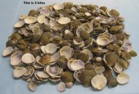 Codakia Punctata Clam Shells in Bulk, 1 to 2-1/2 inches - 2 kilo bag @ $5.25 a bag;  3 Bags @ $4.25 a bag