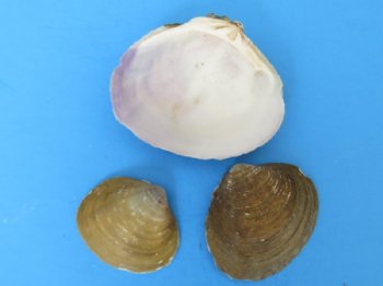 Codakia Punctata Clam Shells in Bulk, 1 to 2-1/2 inches - 2 kilo bag @ $5.25 a bag;  3 Bags @ $4.25 a bag