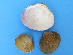 Codakia Punctata Clam Shells in Bulk, 1 to 2-1/2 inches - 2 kilo bag @ $5.25 a bag;  3 Bags @ $4.25 a bag