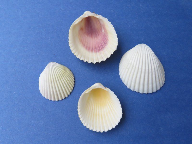 4.35 pounds Small Pacific Yellow Cockle Shells in Bulk for Shell Crafts