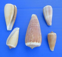 Conus Magus Shells (Magical Cone) 1"-2-7/8" - 4.4 lbs @ $8 a bag