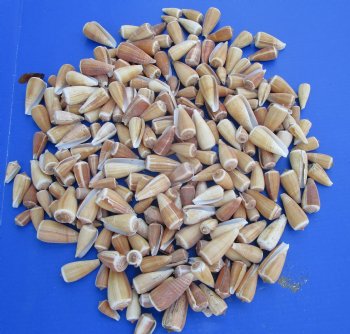 Conus Magus Shells (Magical Cone) 1"-2-7/8" - 4.4 lbs @ $8 a bag
