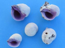 Purple Cebu Beauty Shells for Sale,  1/2 to 1-3/8 inches  (packed 2 kilos - 4.4 pounds per bag)-  1 bag @ $17.00 a bag; 3 bags @ $16.00 a bag