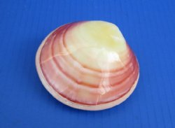 Polished Tiger Clam...