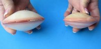 3 to 3-1/4 <font color=red> Wholesale</font> Polished Tiger Clam Pairs for Sale, Tiger Lucina Clam Pairs - Case of 150 @ .70 each