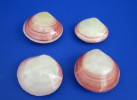 3 to 3-1/4 inches  Polished Tiger Clam Pairs, Tiger Lucina Clam Pairs for Seashell Crafts and Decor - Pack of 25 @ $1.40 each; Pack of 100 @ .90 each