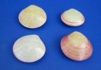 3 to 3-1/4 <font color=red> Wholesale</font> Polished Tiger Clam Pairs for Sale, Tiger Lucina Clam Pairs - Case of 150 @ .70 each