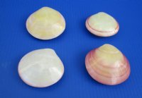 3 to 3-1/4 inches  Polished Tiger Clam Pairs, Tiger Lucina Clam Pairs for Seashell Crafts and Decor - Pack of 25 @ $1.40 each; Pack of 100 @ .90 each