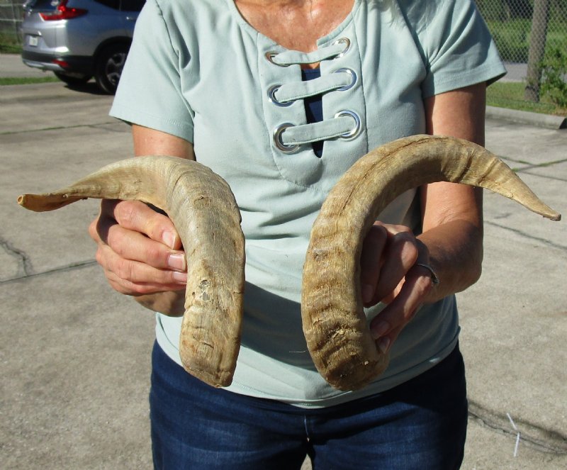 143/4 and 151/2 inches Pair of Merino Sheep Horns for Sale