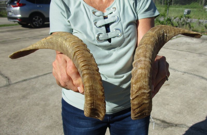 151/4 inches Pair of Merino Sheep Horns for Sale, Ram Horns