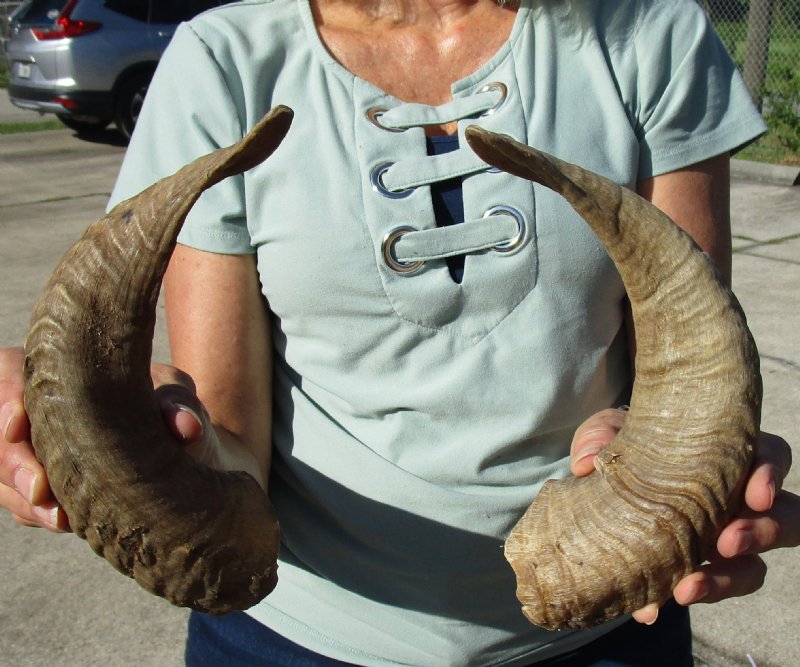 12 and 125/8 inches Pair of Merino Sheep Horns for Sale, Ram Horns