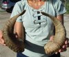 12 and 12-5/8 inches Pair of Merino Sheep Horns for Sale, Ram Horns - You are buying the pair pictured for $29.99