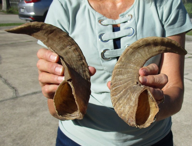 12 and 125/8 inches Pair of Merino Sheep Horns for Sale, Ram Horns