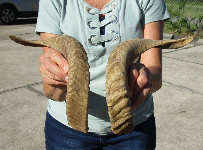 143/4 and 147/8 inches Pair of Merino Sheep Horns for Sale, Ram Horns