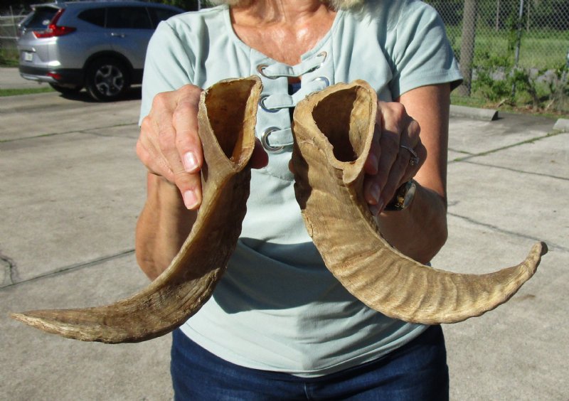 143/4 and 147/8 inches Pair of Merino Sheep Horns for Sale, Ram Horns