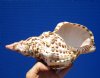 9-1/2 by 5 inches Genuine Pretty Atlantic Triton's Trumpet Seashell for Sale - You are buying the hand picked shell pictured for $29.99