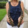 14-3/4 and 15-1/4 inches Blesbok Horns for Sale (1 Right and 1 Left) - You are buying the 2 pictured for $15.00 each