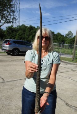 31-1/2 inches Real Gemsbok Horn for Sale, Oryx Horn - You are buying this one for $30.99