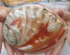 6-3/8 inches Large Polished Red Abalone Shell for Sale - Buy this one for <font color=red> $29.99</font> Plus $6.25 1st Class Mail