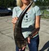 20 inches Authentic Semi-Polished Water Buffalo Horn for Sale, with Visible Natural Ridges - You are buying this one for $27.99