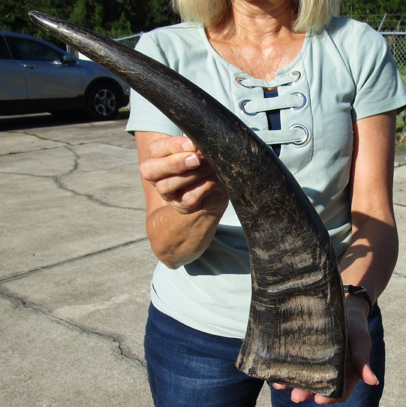 20 inches Authentic SemiPolished Water Buffalo Horn for Sale,
