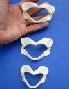 3 Spotless Smooth-Hound Shark Jaws for Sale 2-1/2 inches to 3-1/4 inches wide - Buy these <font color=red> 3 for $4.50 each</font> Plus $6.25 First Class Mail